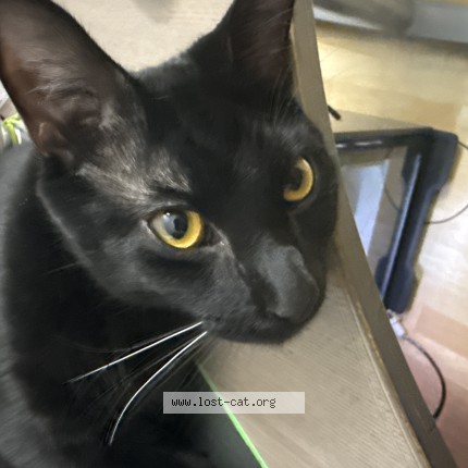 Photo 1/1 Xiaohei Cat lost in Thousand Oaks