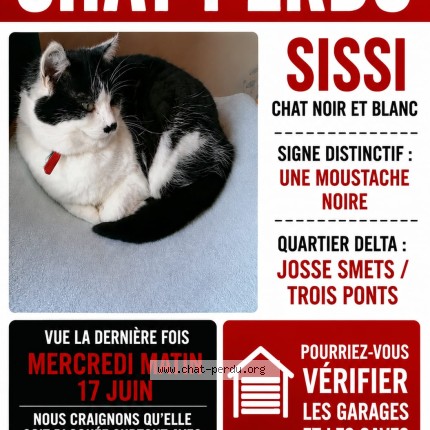 Foto van vermiste kat in Bruxelles