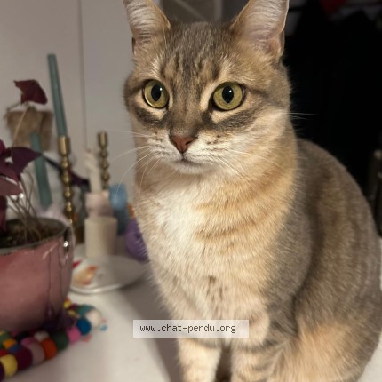 Foto einer verlorenen Katze in Lausanne