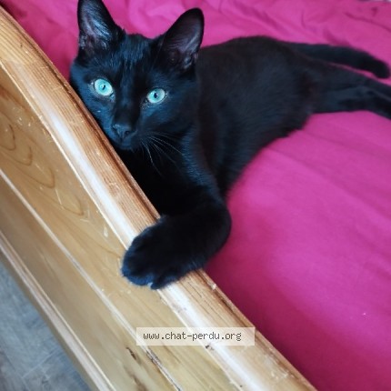 Photo of a cat found in Saint Clair Sur Epte