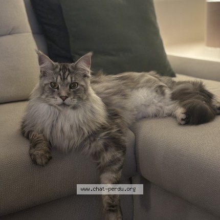 Photo of a cat found in La Neuville Chant D Oisel