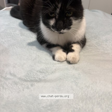 Foto 1/1 kiki Kat vermist in Florennes