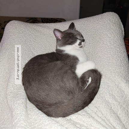 Photo of a cat found in Tours