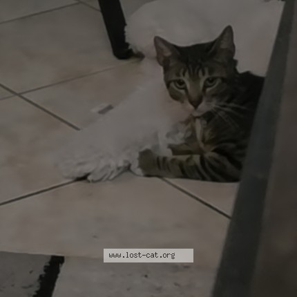Photo 1/1 boots Cat lost in Bakersfield