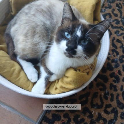 Photo of a cat found in Bordeaux
