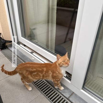 Foto 1/1 Kat gevonden Gevonden in Liege