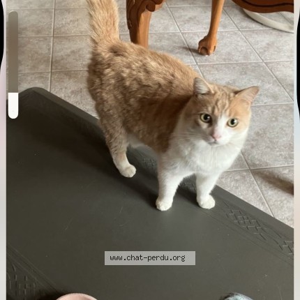 Photo 1/1 Cassonade Cat lost in Lac Drolet