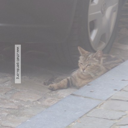 Foto 1/1 Kat gevonden Gevonden in Verviers