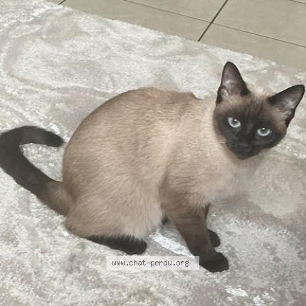 Foto 1/1 Moka Kat vermist in Bruxelles