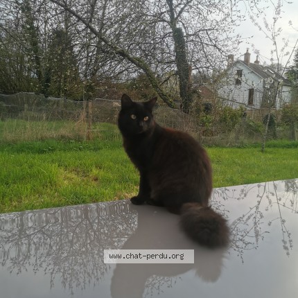 Photo of a cat found in Montval Sur Loir