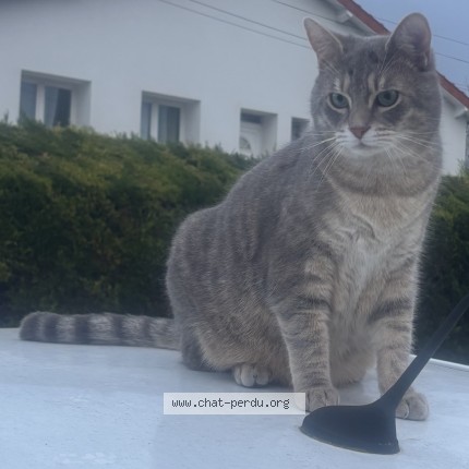 Photo of a cat found in Lempdes