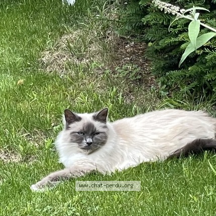 Photo of a cat found in 94130