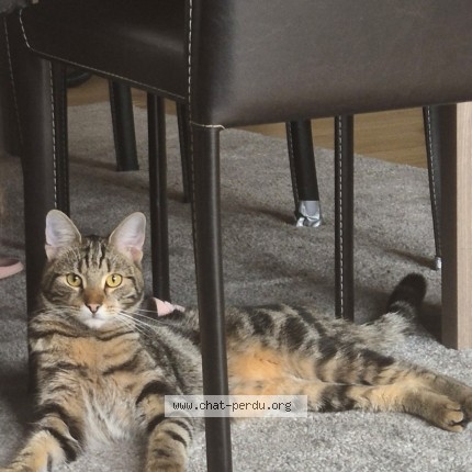 Foto van vermiste kat in Woluwe Saint Lambert