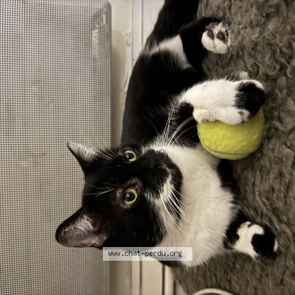 Photo of a cat found in Marseille