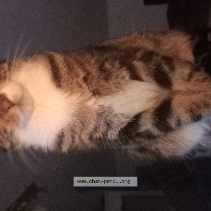 Foto 1/1 Marxie Katze verloren in Dudelange