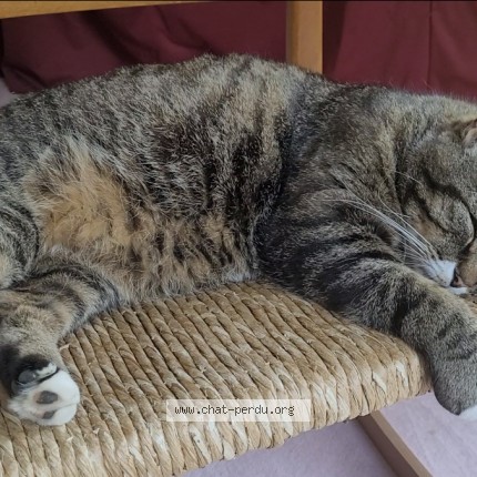 Photo of a cat found in Salouel