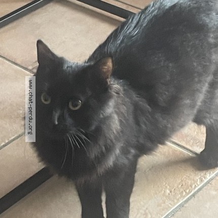 Photo of a cat found in 18100 Vierzon