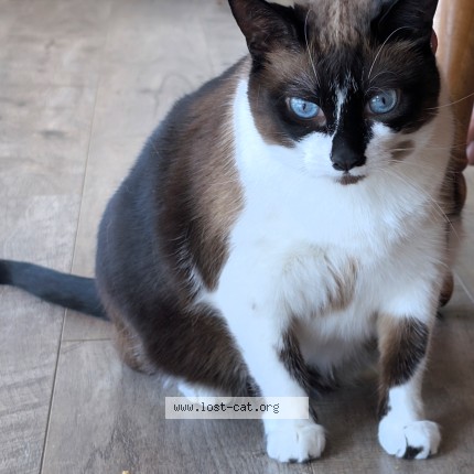 Photo 1/1 Coco Cat lost in Kelowna