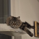 Simone