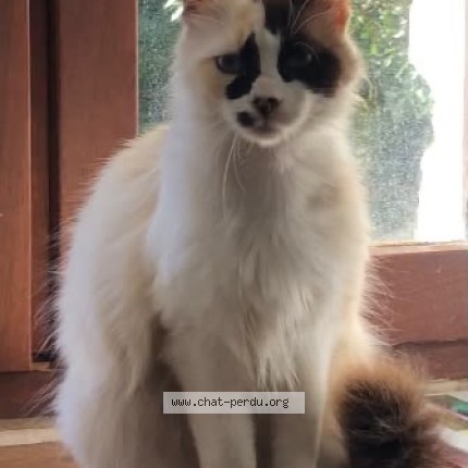 Photo of a cat found in Touget