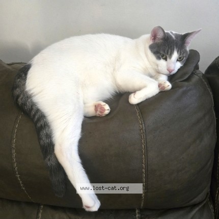 Photo 1/1 Zero Cat lost in Montgomery