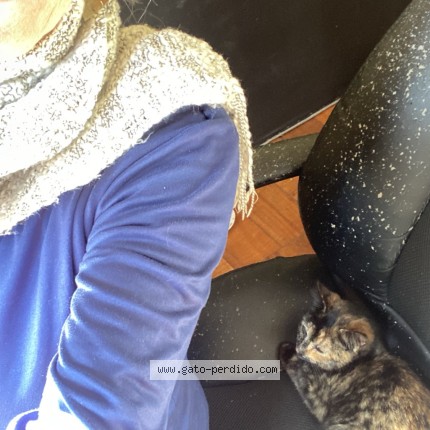 Photo of a cat found in Santiago