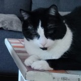 Scratchy