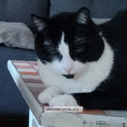 Photo 1/1 Scratchy Cat lost in Montreal