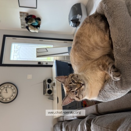 Photo 1/1 mafille Cat lost in Saintte Anne De Lanoerade