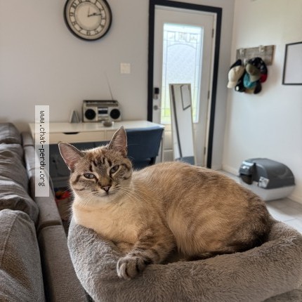 Photo 1/1 mafille Cat lost in Saintte Anne De Lanoerade
