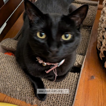 Photo 1/1 Charlotte Cat lost in Toronto