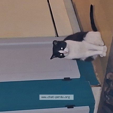 Photo 1/1 Paul ou PoPo Cat lost in Terrebonne