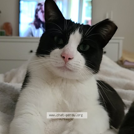 Photo 2/2 Paul ou PoPo Cat lost in Terrebonne