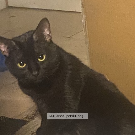 Photo 1/1 Yu Cat lost in Sainte Sophie