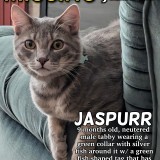 Jaspurr
