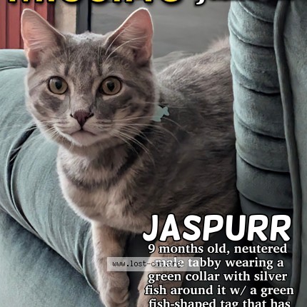 Photo 1/1 Jaspurr Cat lost in Chilliwack