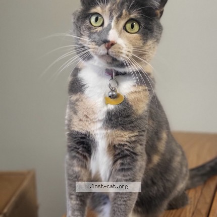 Photo 1/1 Chai Cat lost in Sherwood Park