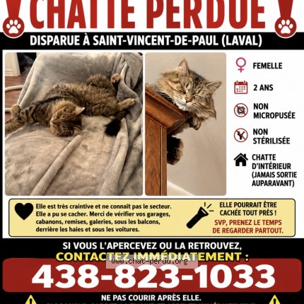 Photo 1/1 memine Cat lost in Laval