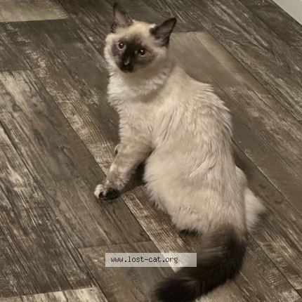 Photo 2/2 Apa Cat lost in Payson