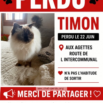 Foto 1/1 timon Gatto smarrito a Les Agettes