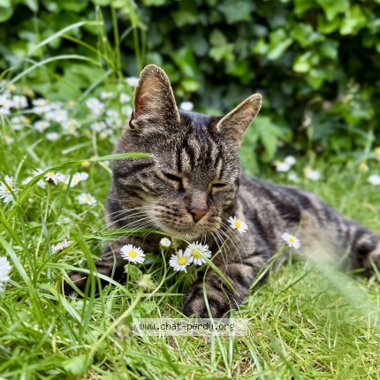 Foto 1/5 Basil Kat vermist in Tournai