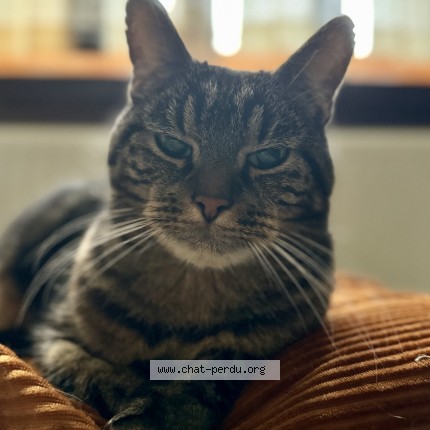 Foto 2/5 Basil Kat vermist in Tournai