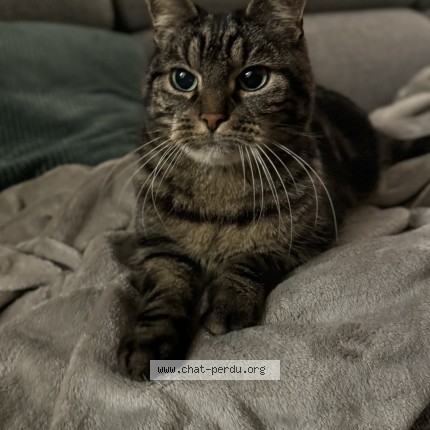Foto 3/5 Basil Kat vermist in Tournai