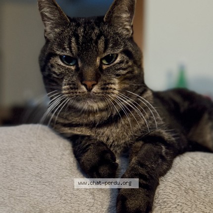 Foto 4/5 Basil Kat vermist in Tournai