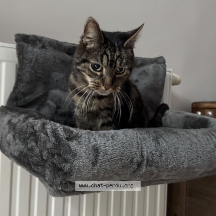 Foto 5/5 Basil Kat vermist in Tournai