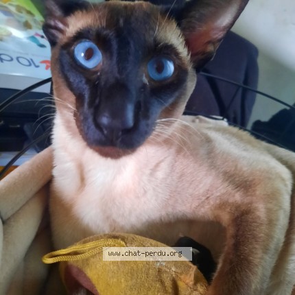 Photo of a cat found in St Julien Du Sault