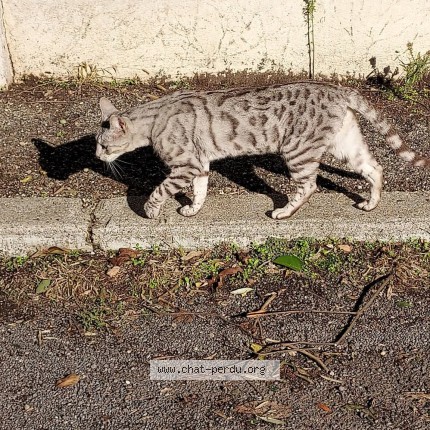 Photo of a cat found in Ales