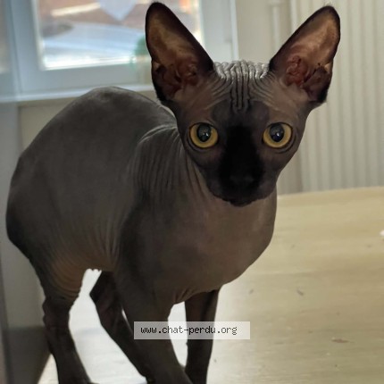 Photo of a cat found in Armentieres