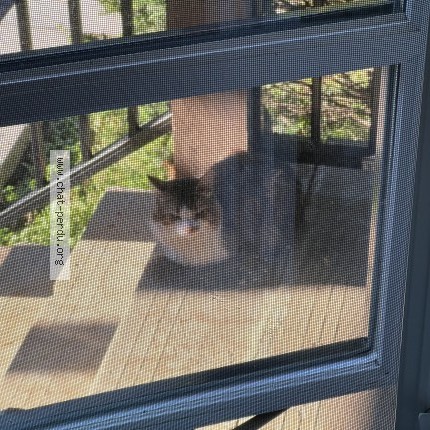 Photo 1/1 Found cat Found in Ile Bizard