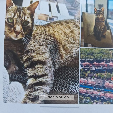 Foto 1/1 Griotte Kat vermist in Schaerbeek